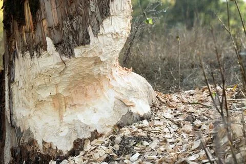 Tree trunk gnawed by beaver Stock Photos