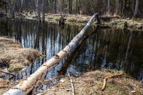 A tree trunk gnawed by beavers, lying across a forest stream. A birch tree wi Stock Photos