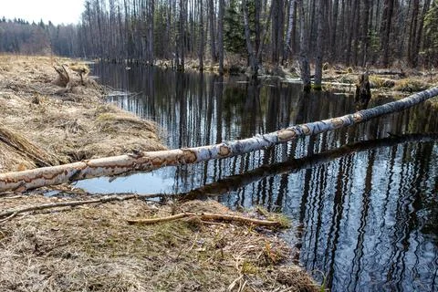 A tree trunk gnawed by beavers, lying across a forest stream. A birch tree wi Stock Photos