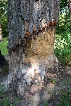 A tree trunk gnawed by beavers. Stock Photos