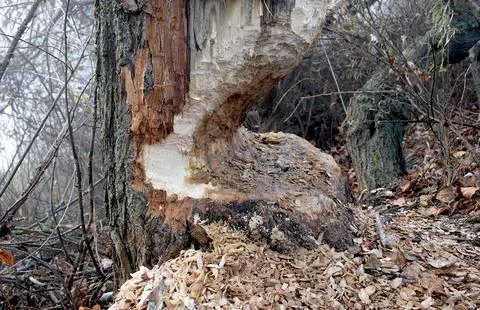 A tree trunk gnawed by beavers. Stock Photos