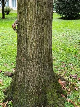 Tree Trunk with Grass Background Stock Photos