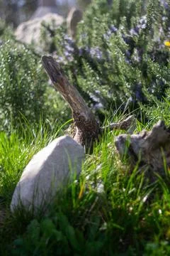 Tree trunk in the grass next to white stone and rosemary. Garden decor Foto stock