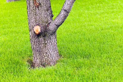 Tree trunk in the grass Stock Photos