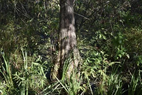 Tree trunk in grass 스톡 사진