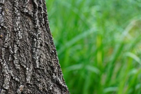 Tree trunk with green background Stock Photos