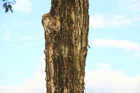 Tree trunk with green bokeh background. Stock Photos
