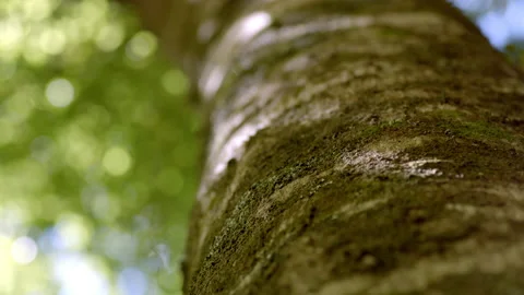 Tree trunk with green canopy Stock Footage 159869111