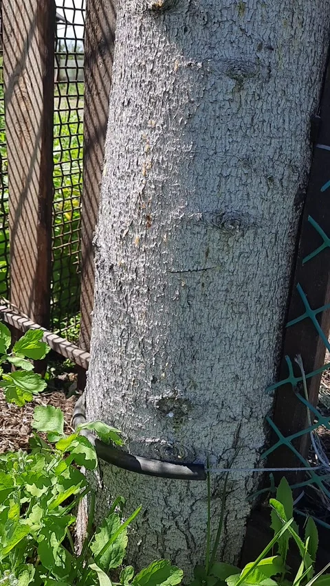 Tree trunk with green foliage and wooden fence in natural setting Stock Footage 310308672