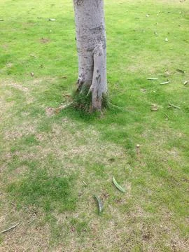 Tree Trunk on Green Grass Field Stock Photos