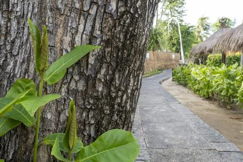 Tree trunk with a green leaf growing out of it Stock-Fotos