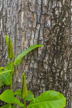 Tree trunk with a green leaf growing out of it Stock Photos