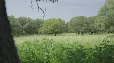 A tree trunk, green meadow and oak grove Stock Footage 43862422