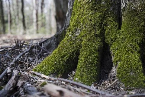 Tree trunk with green moss Stock Photos