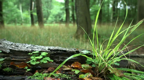 Tree Trunk On The Ground With Grass and Clover Stock Footage 37605706