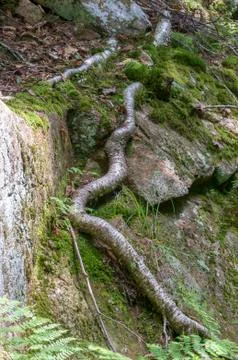 Tree trunk growing on mountainside Stock Photos