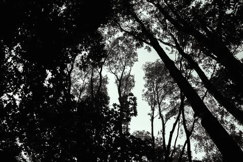 A tree trunk growing into the sky. Stock Photos