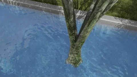 Tree Trunk Growing Through Calm Blue Water Surface Stock Footage 330920224