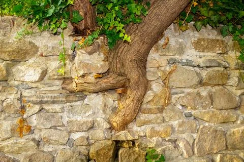 Tree trunk growing through old stone wall with ivy leaves as symbol of resi.. Stock Photos