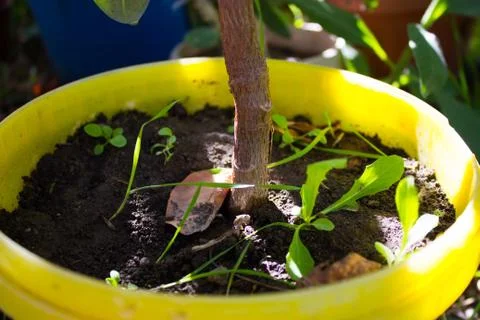 Tree trunk grows in a pot Stock Photos