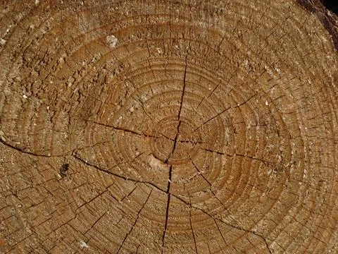 Tree trunk growth rings close‑up – natural wood texture Stock Photos