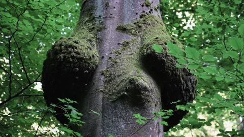Tree trunk with growths in a forest Stock Footage 141884172