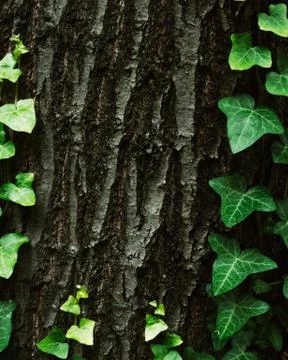 A tree trunk with a hanging ivy as a background Stock Photos