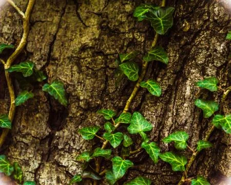 A tree trunk with a hanging ivy as a background Stock Photos