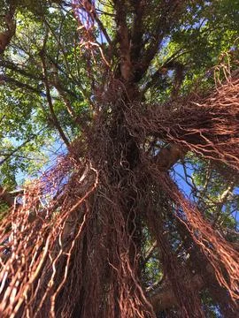 Tree Trunk with Hanging Vines Foto stock