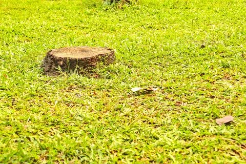 Tree trunk that has been cut Stock Photos