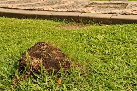 Tree trunk that has been cut Stock Photos