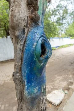 Tree trunk has a blue hole in it Stock Photos
