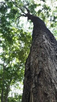 The tree trunk has a dark brown texture 스톡 사진