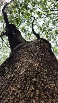 The tree trunk has a dark brown texture 스톡 사진