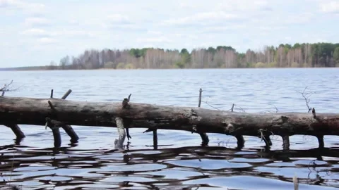 A tree trunk that has fallen into the water.The tree lies in the water Stock Footage 191077516