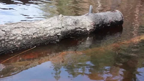A tree trunk that has fallen into the water.The tree lies in the water Stock Footage 191077534