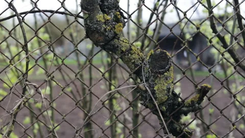 The tree trunk has grown into a metal fence, into a grid. A piece of trunk hangi Stock Footage 100199819