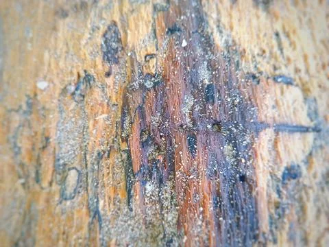 A tree trunk that has had its bark peeled off Stock Photos