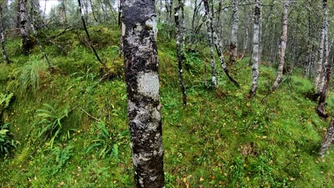 Tree trunk hit by bullet in slow motion - Trunk in middle of frame as Stock Footage 209260445