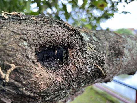 Tree trunk with a hole and group of ants Stock Photos