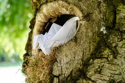 A tree trunk with a hole in it and a piece of paper inside Stock Photos