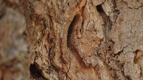 A tree trunk with a hole in it Stock Footage 298061897
