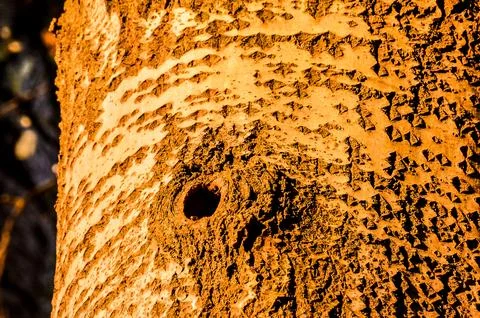 A tree trunk with a hole in it Stock Photos