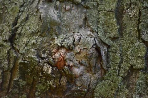 A tree trunk with a hole in it. Stock Photos