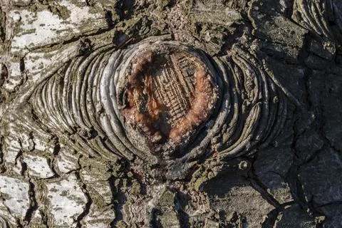 A tree trunk with a hole in it Stock-Fotos