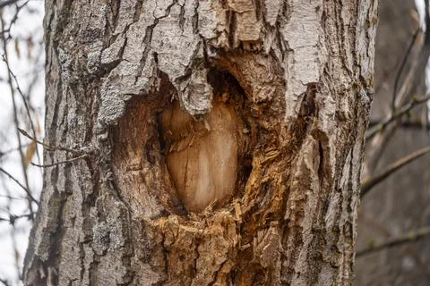 A tree trunk with a hole in it 스톡 사진
