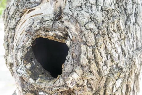 Tree trunk with a hole in it Foto stock