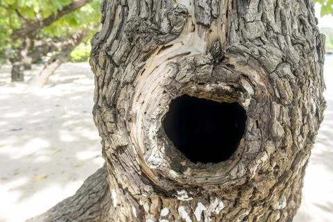 Tree trunk with a hole in it Foto stock