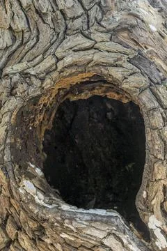 Tree trunk with a hole in it Stock-Fotos