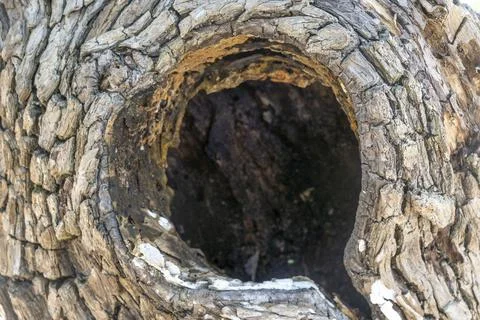 Tree trunk with a hole in it Stock Photos